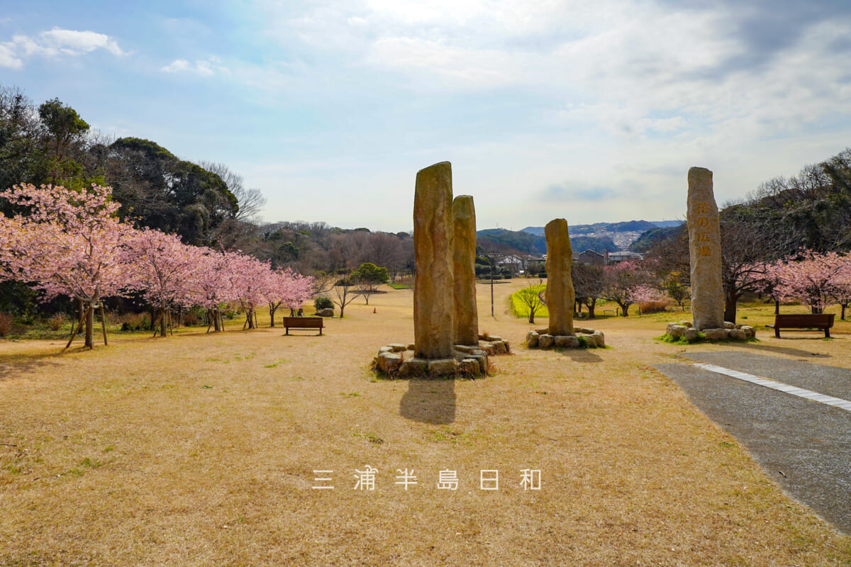 県立観音崎公園-花の広場・丘の上より満開の河津桜を望む(撮影日:2026.02.13)