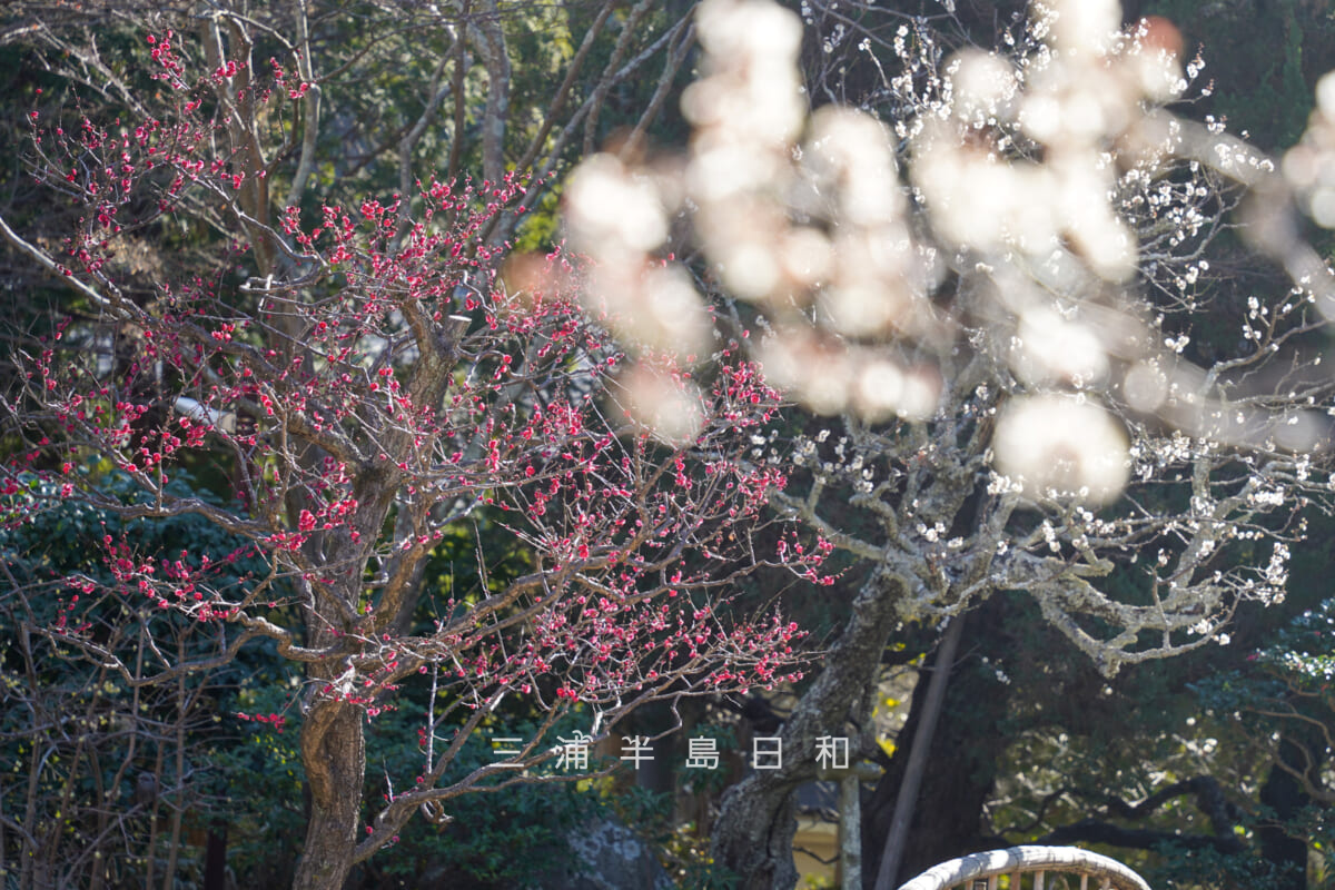 浄妙寺・白梅越しの紅梅（撮影日：2026.02.03）