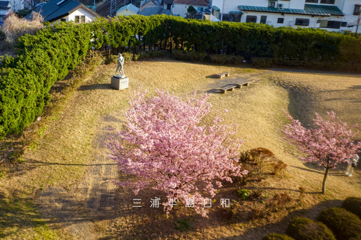 平和中央公園-博物館前広場・河津桜を博物館3Fのラウンジより見下ろす(撮影日:2026.02.19)