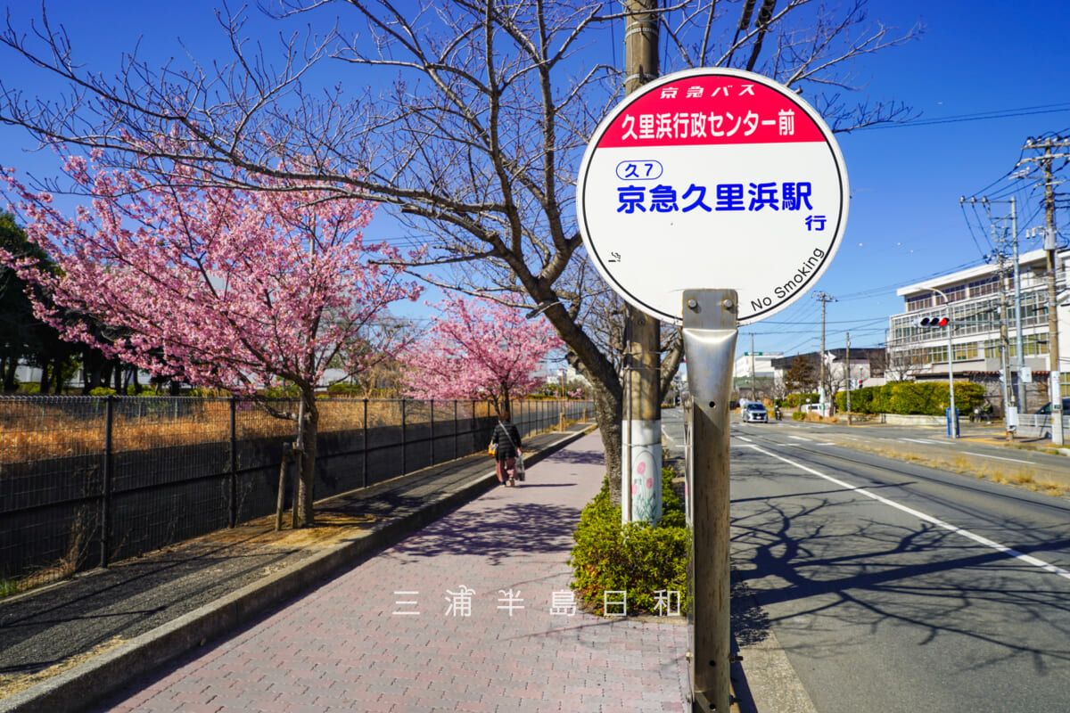 久里浜河津桜並木（テクノパーク前）・「久里浜行政センター前」バス停付近[アップ]（撮影日：2026.02.19）