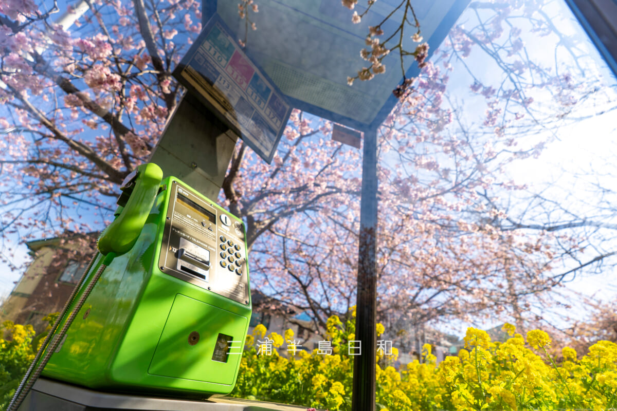 小松ヶ池公園入口付近の電話ボックス越しの早咲きの桜を見上げる(撮影日:2026.02.27)