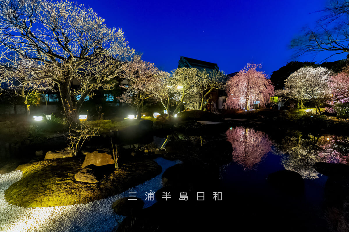 長谷寺「梅ライトアップ」・ライトアップされた放生池[ワイド]（撮影日：2026.02.13）
