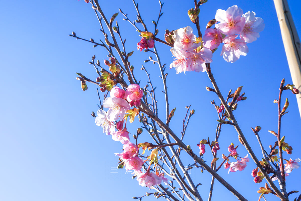 久里浜河津桜並木(テクノパーク前)・咲きはじめの河津桜を見上げる(撮影日:2026.02.01)