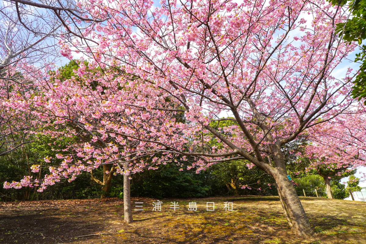 横須賀美術館-海の広場・河津桜(撮影日:2026.02.13)