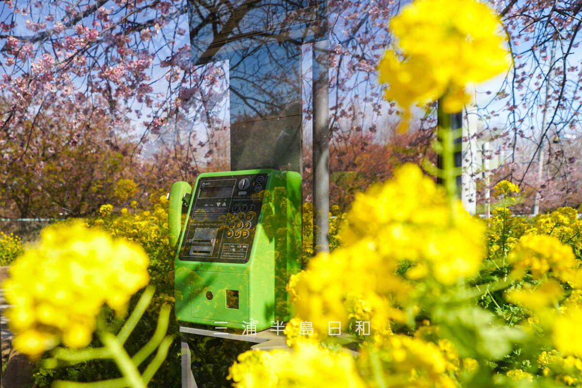 小松ヶ池公園入口付近の菜の花越しの公衆電話(撮影日:2026.02.27)