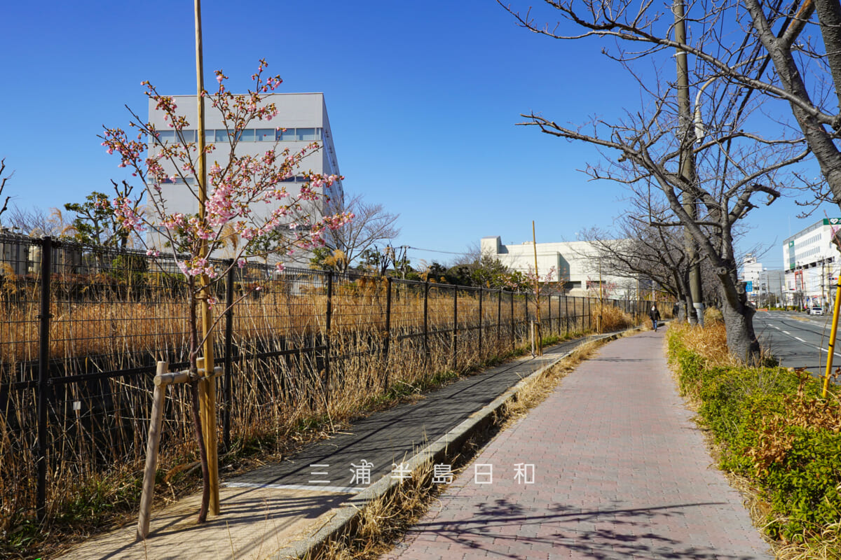 久里浜河津桜並木（テクノパーク前）・ニコン前あたりの若木の河津桜（撮影日：2026.02.19）