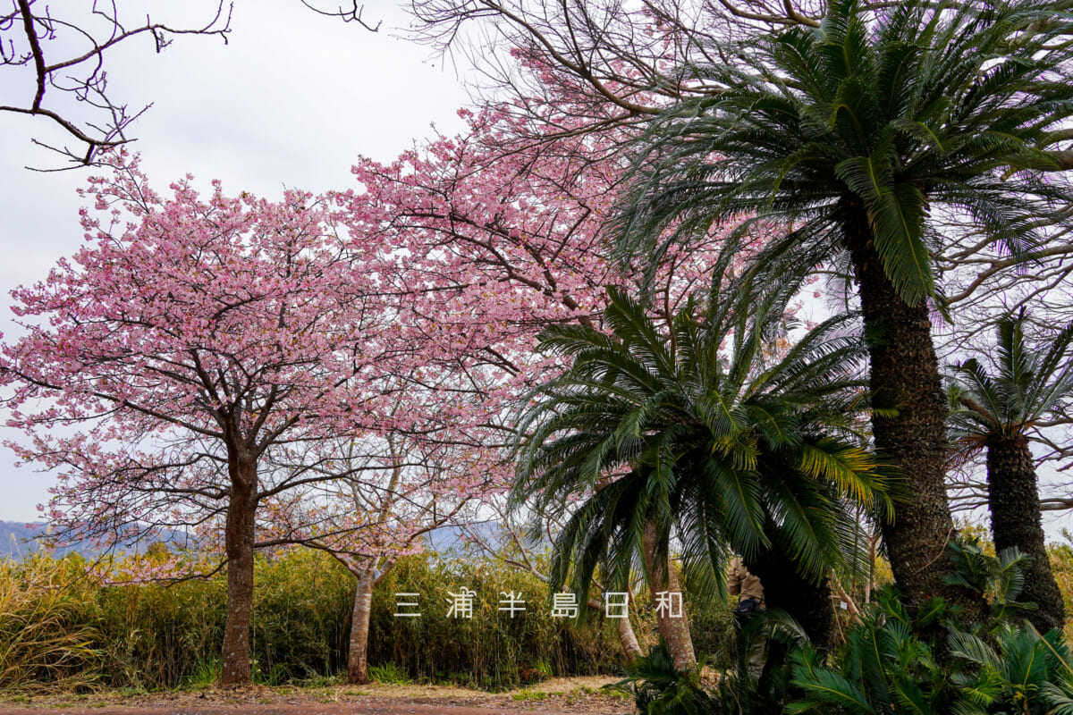 大崎公園・ソテツと満開の河津桜（撮影日：2026.02.05）