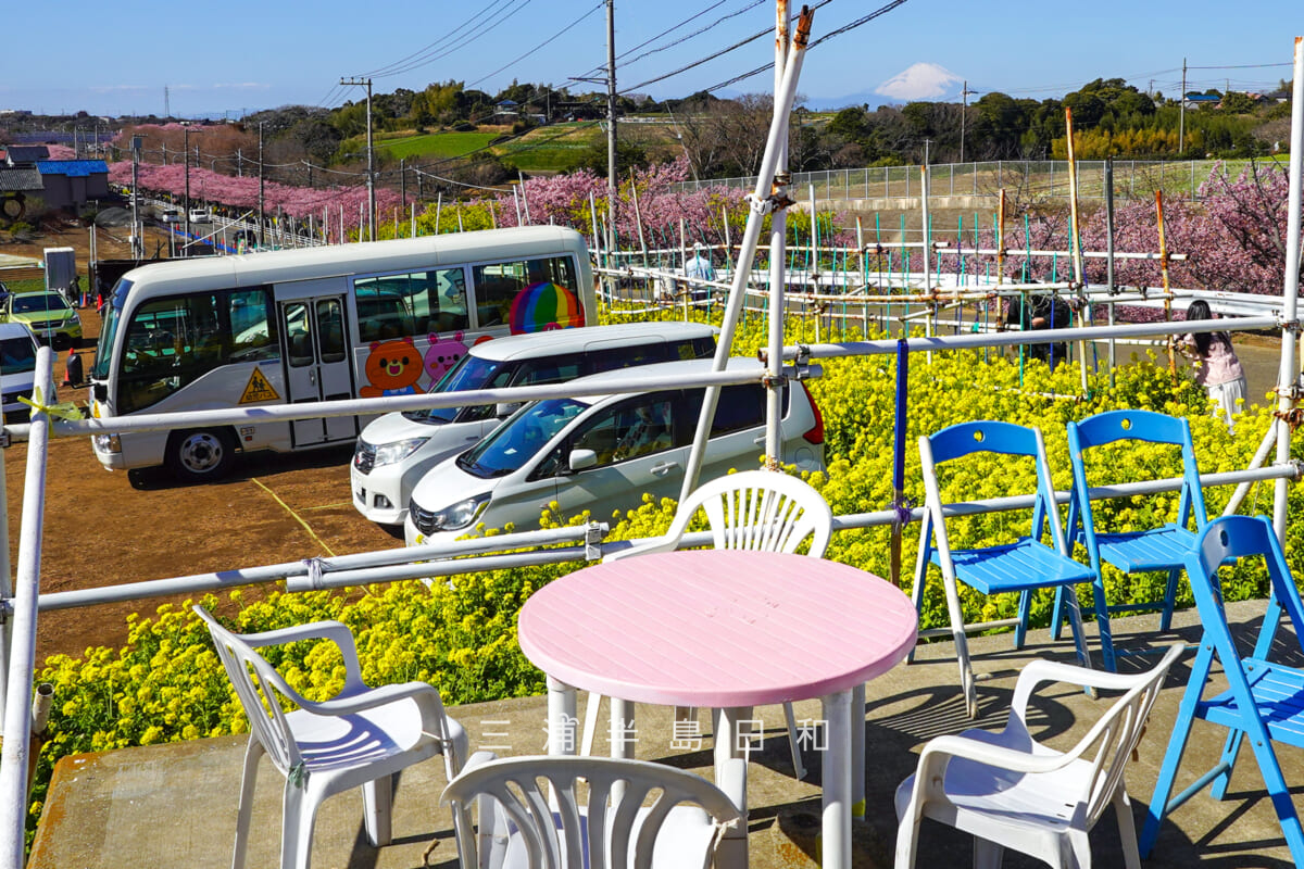 三浦海岸河津桜並木・臨時駐車場の上に出店しているカフェ「Blue Moon」さんより桜並木と富士山を望む（撮影日：2026.02.19）