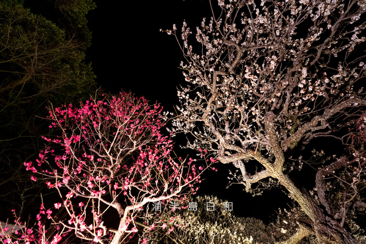 長谷寺「梅ライトアップ」・白梅&紅梅(撮影日:2026.02.13)