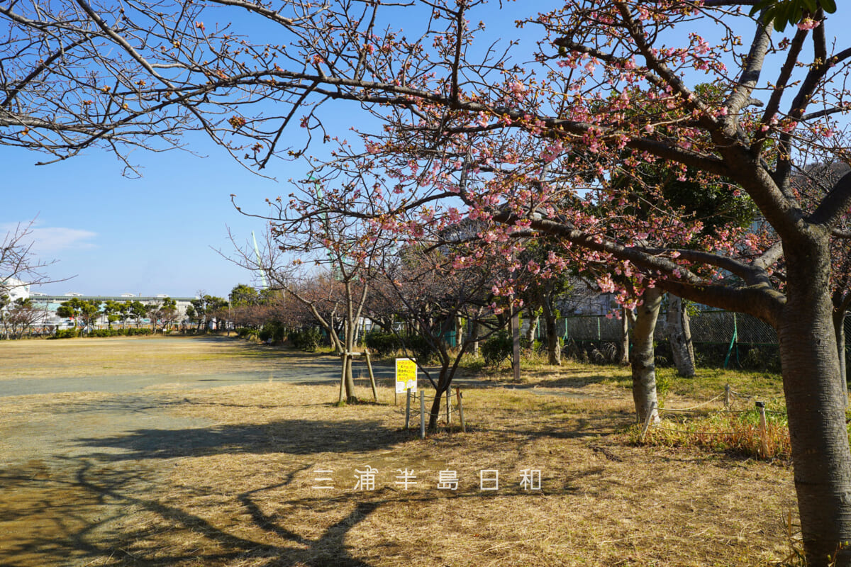浦郷公園・公園入口側から咲きはじめの河津桜並木を望む(撮影日:2026.02.13)