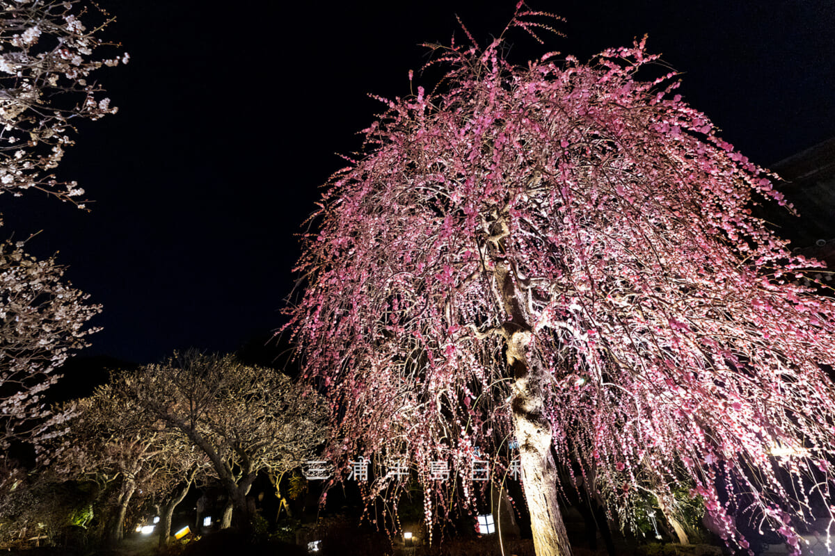 長谷寺「梅ライトアップ」・枝垂れ梅と白梅(撮影日:2026.02.13)