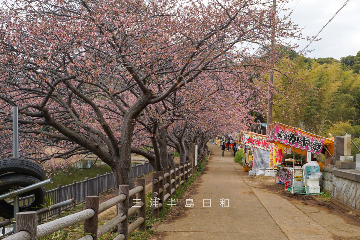 小松ヶ池公園・池のほとりの河津桜並木と屋台(撮影日:2026.02.13)