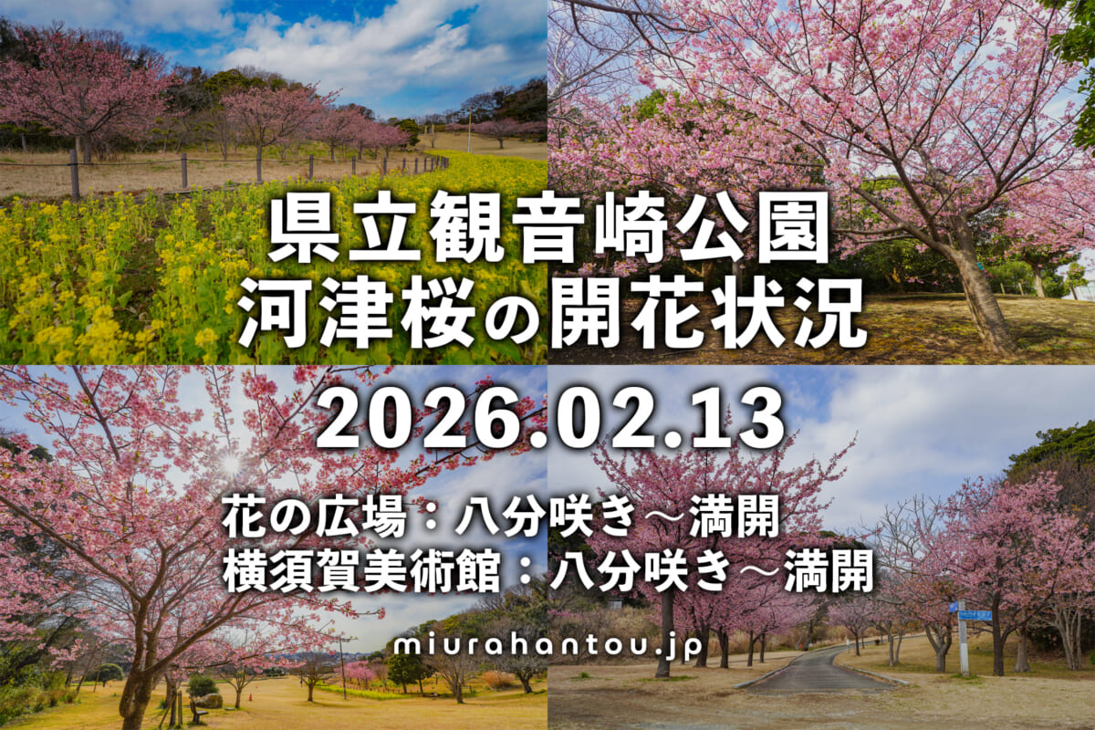 県立観音崎公園＆横須賀美術館-花の広場の河津桜・開花状況（撮影日：2026.02.13）