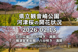 県立観音崎公園＆横須賀美術館-花の広場の河津桜・開花状況（撮影日：2026.02.13）