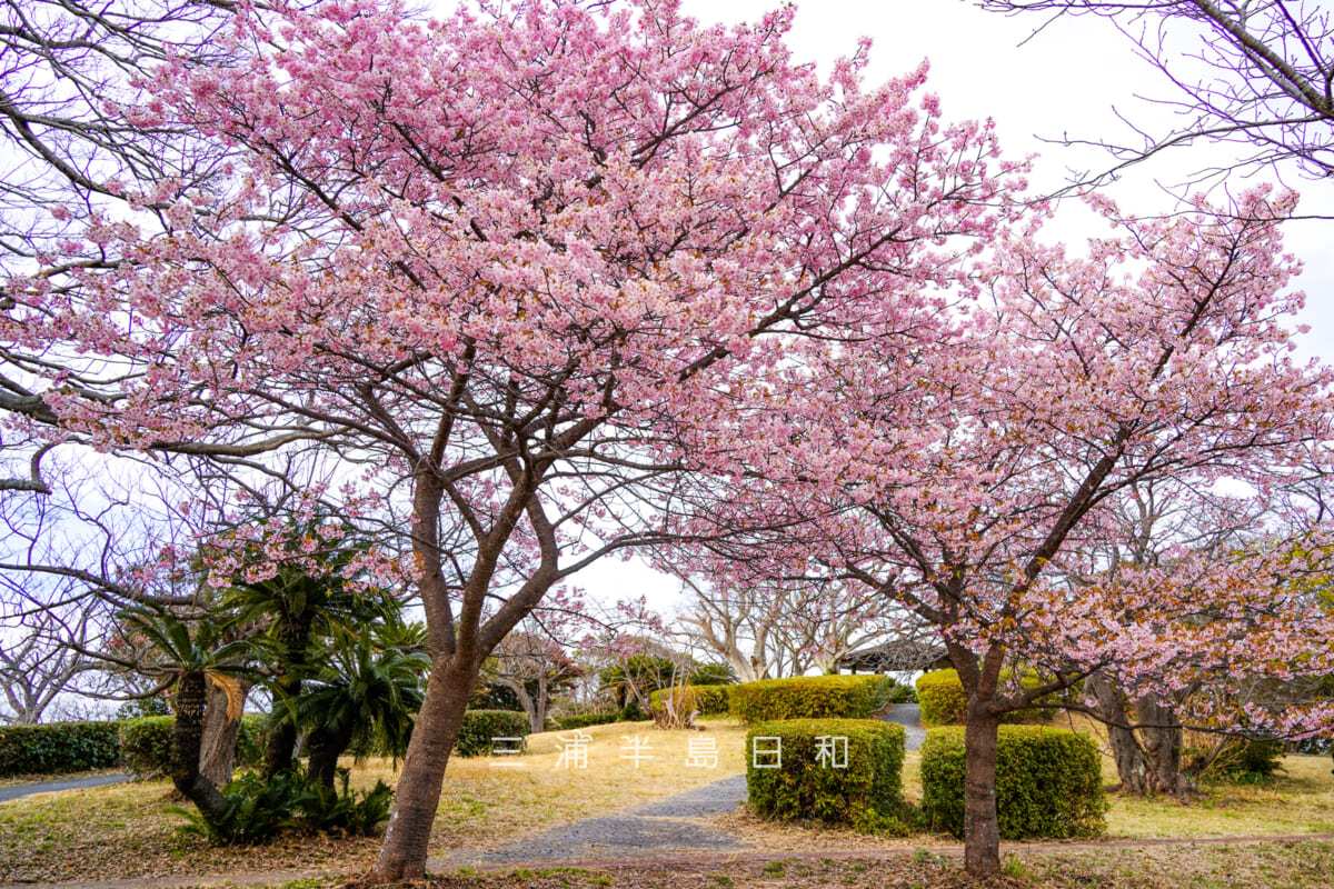 大崎公園・満開の河津桜（撮影日：2026.02.05）