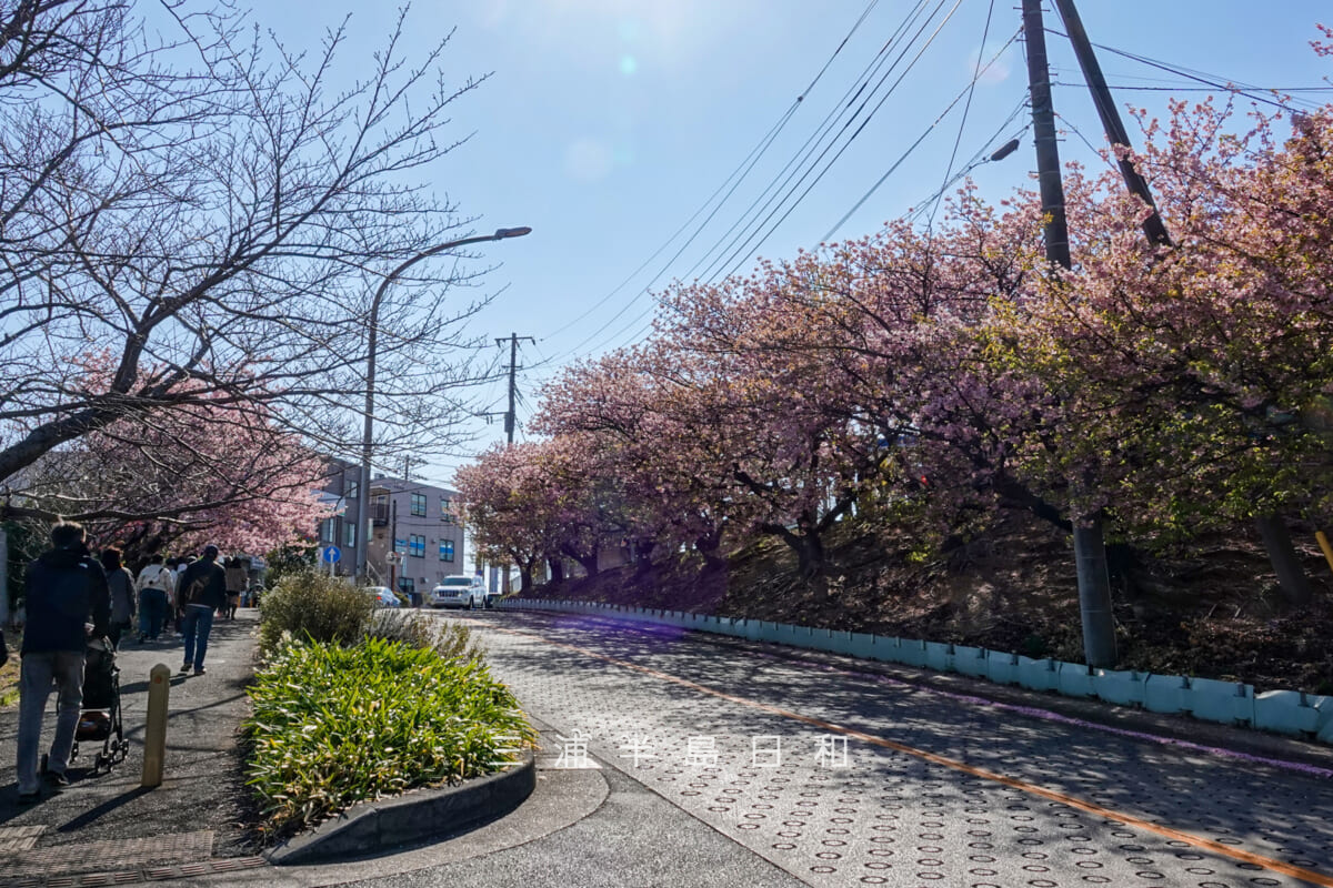 三崎口駅横坂道上部の桜並木・散りはじめの河津桜(撮影日:2026.02.22)