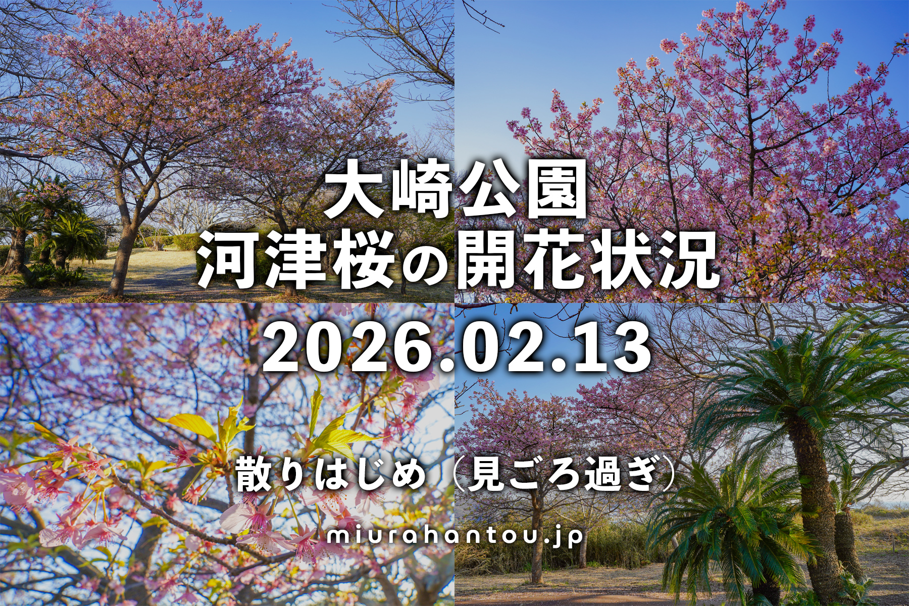 大崎公園の河津桜・開花状況（撮影日：2026.02.13）