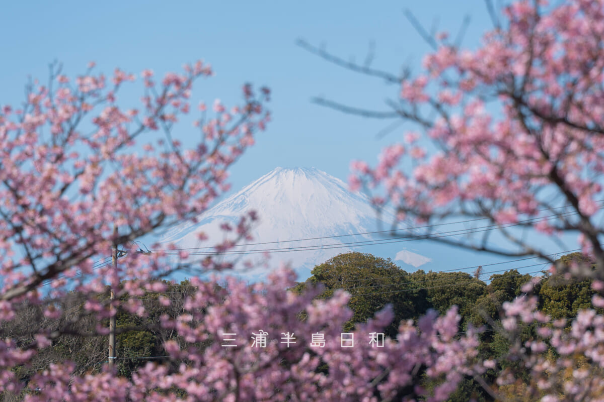 三浦海岸河津桜・富士山と河津桜（撮影日：2026.02.19）