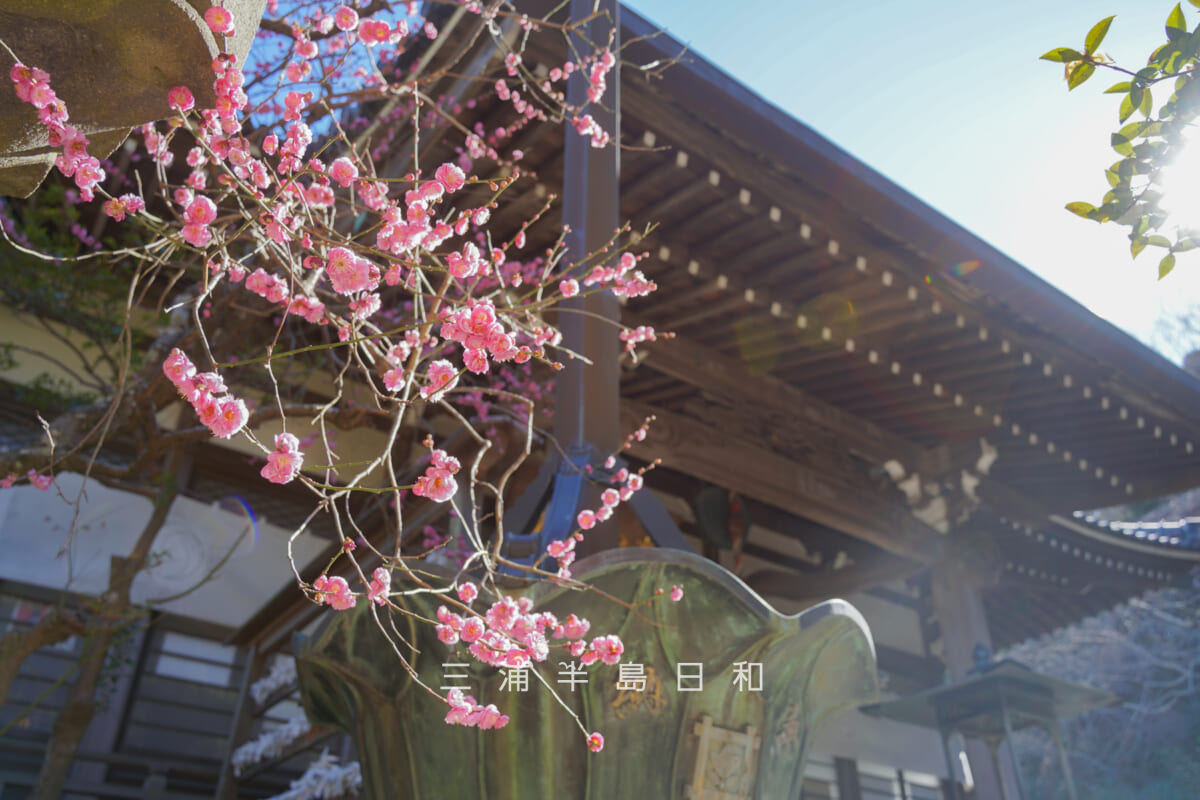 安国論寺・本堂前の枝垂れ梅を見上げる（撮影日：2026.02.03）