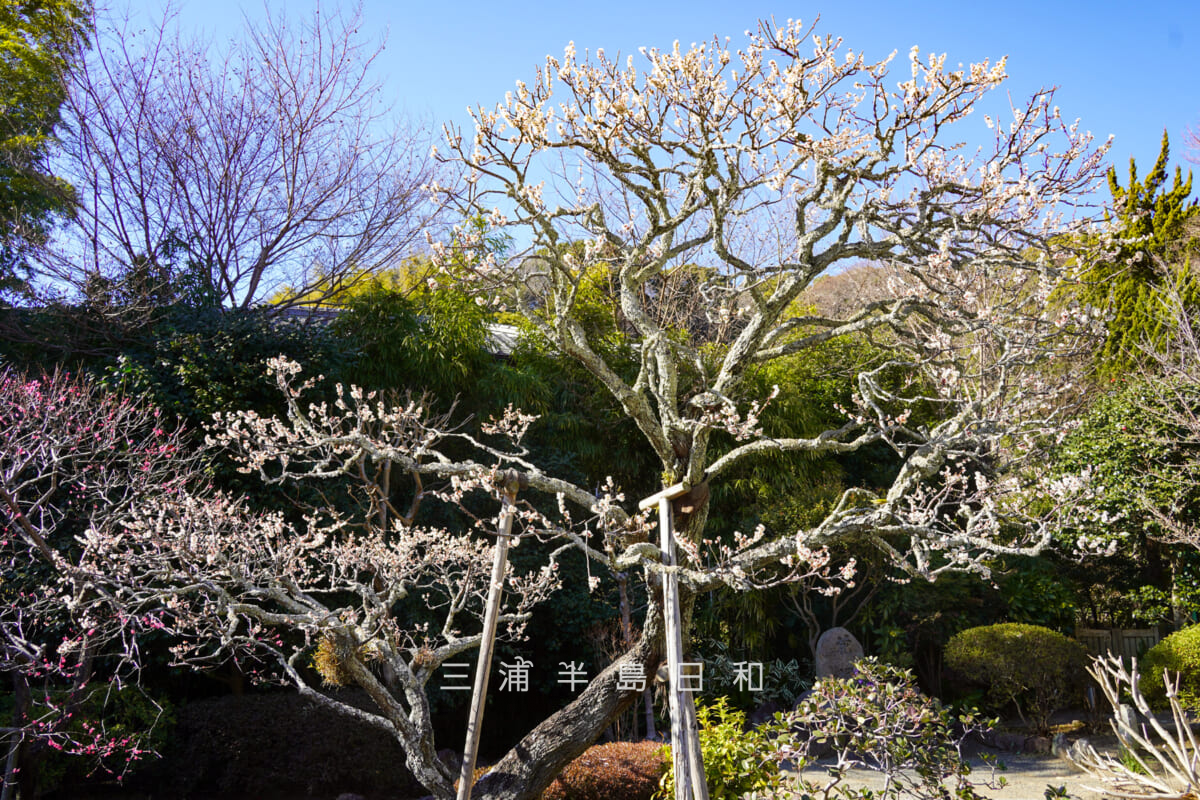 浄妙寺・参道沿いの白梅（撮影日：2026.02.03）