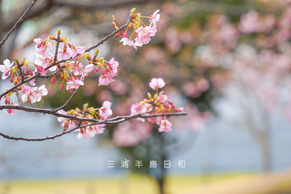 横須賀美術館・咲きはじめの河津桜（撮影日：2026.02.05）