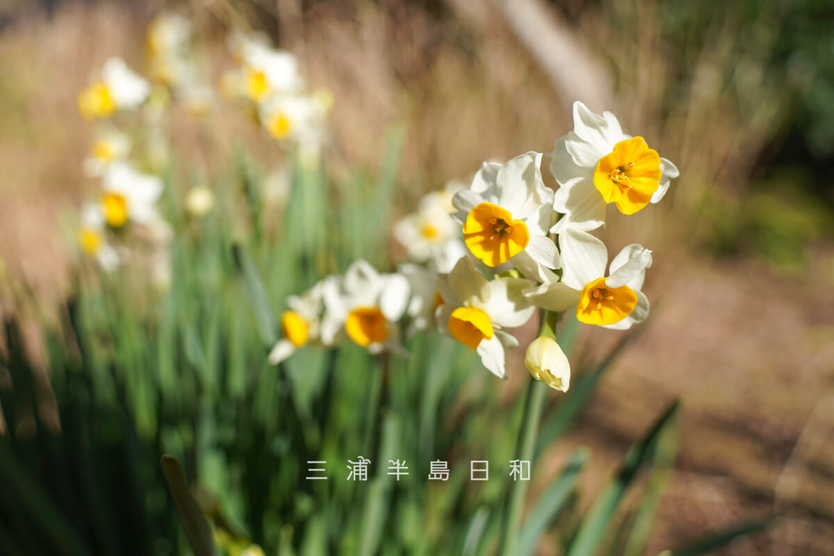 浄妙寺・境内上部の庭園の水仙（撮影日：2026.02.03）