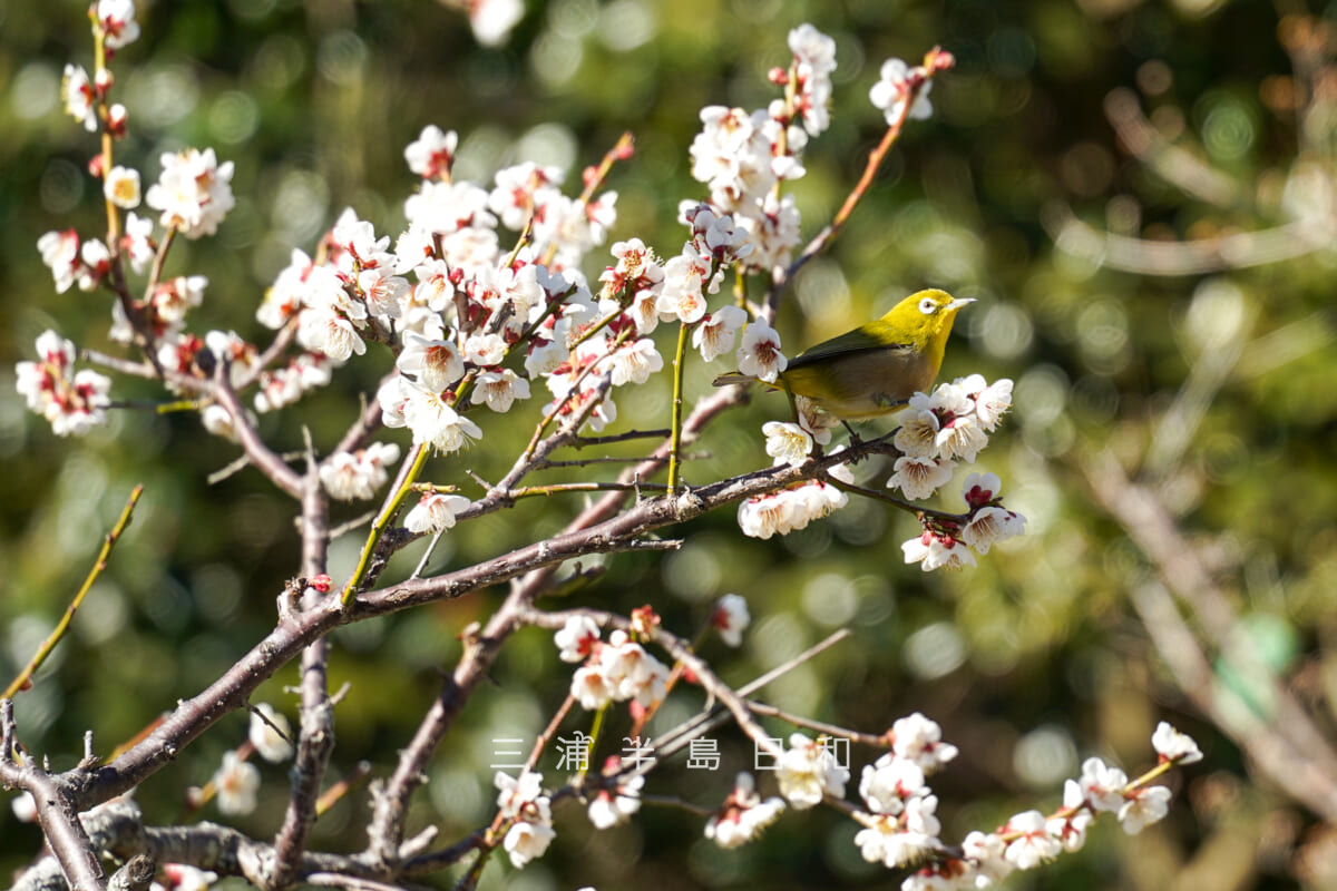 浄妙寺・参道沿いの白梅とメジロ（撮影日：2026.02.03）