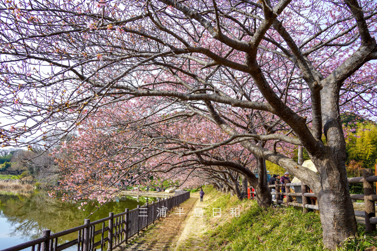 小松ヶ池公園・池のほとりの河津桜並木（五分咲きくらい）（撮影日：2026.02.05）