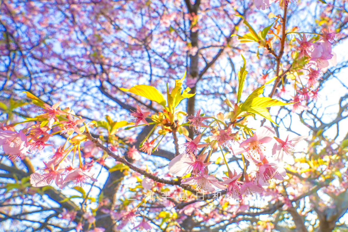 大崎公園・満開過ぎの河津桜[アップ]（撮影日：2026.02.13）