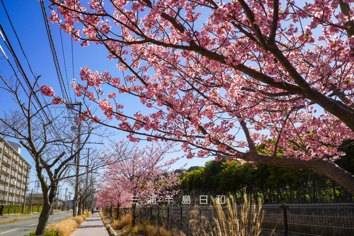 久里浜河津桜並木(テクノパーク前)・久里浜教会前付近より海岸方面を望む(撮影日:2026.02.19)