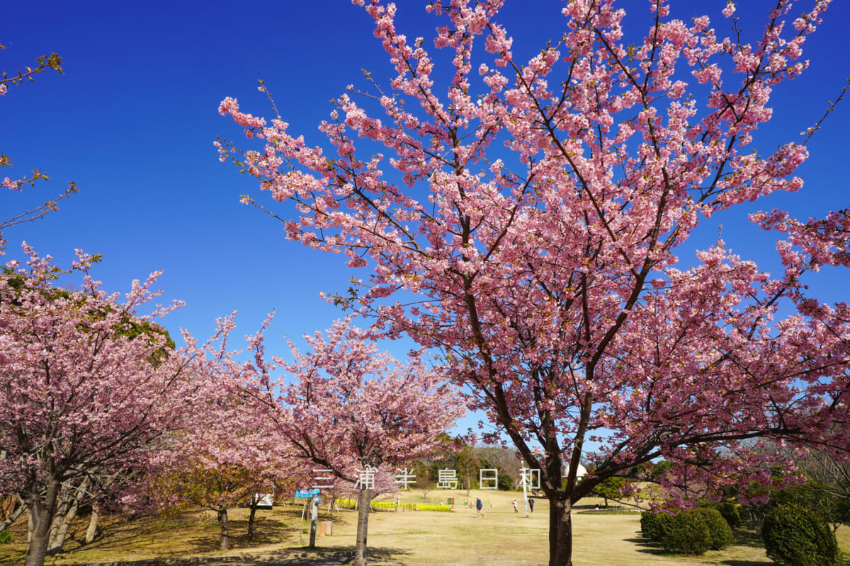 県立観音崎公園-花の広場・鴨居3丁目住宅地側の河津桜より芝生広場方面を望む(撮影日:2026.02.19)