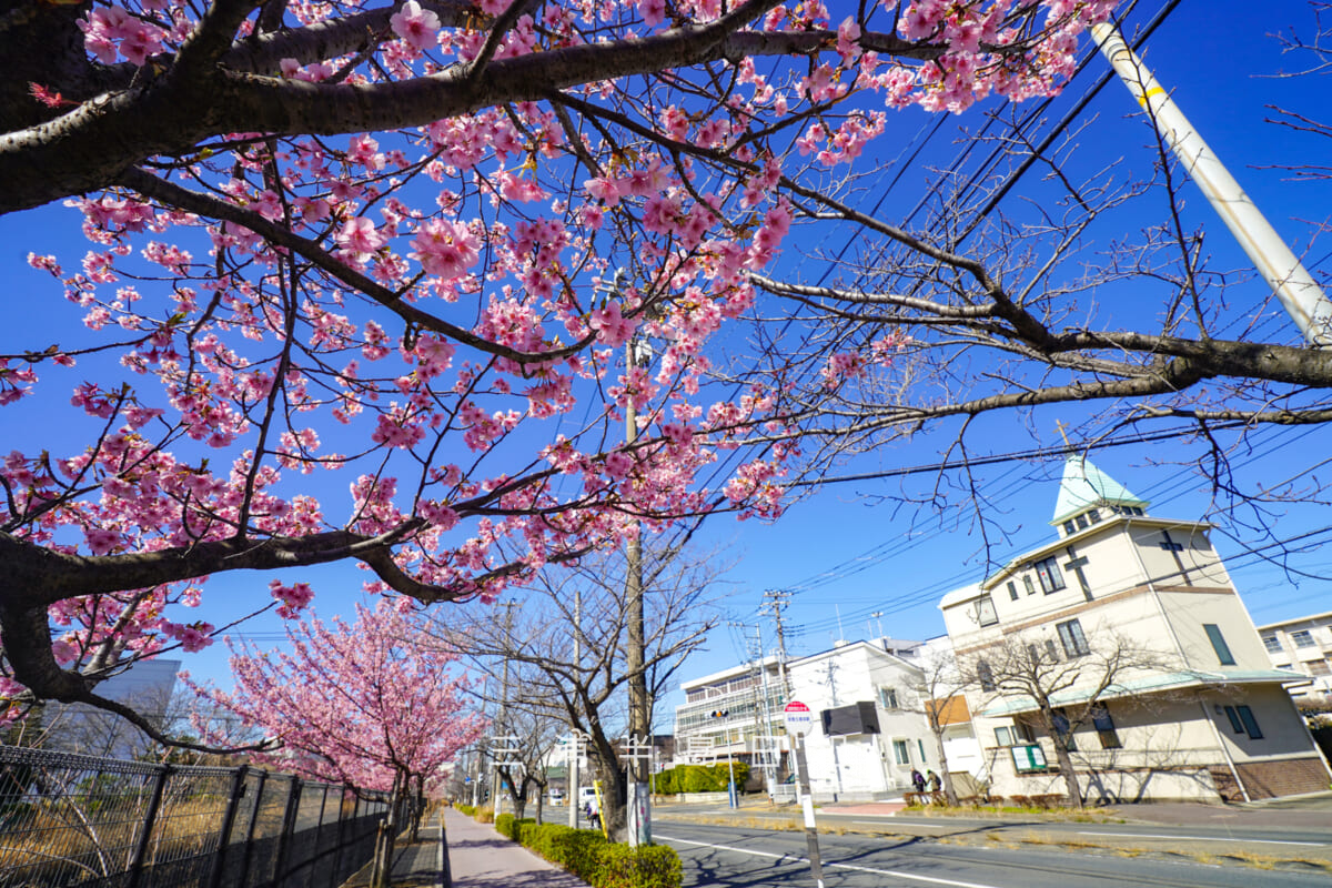 久里浜河津桜並木（テクノパーク前）・久里浜教会方面を望む（撮影日：2026.02.19）