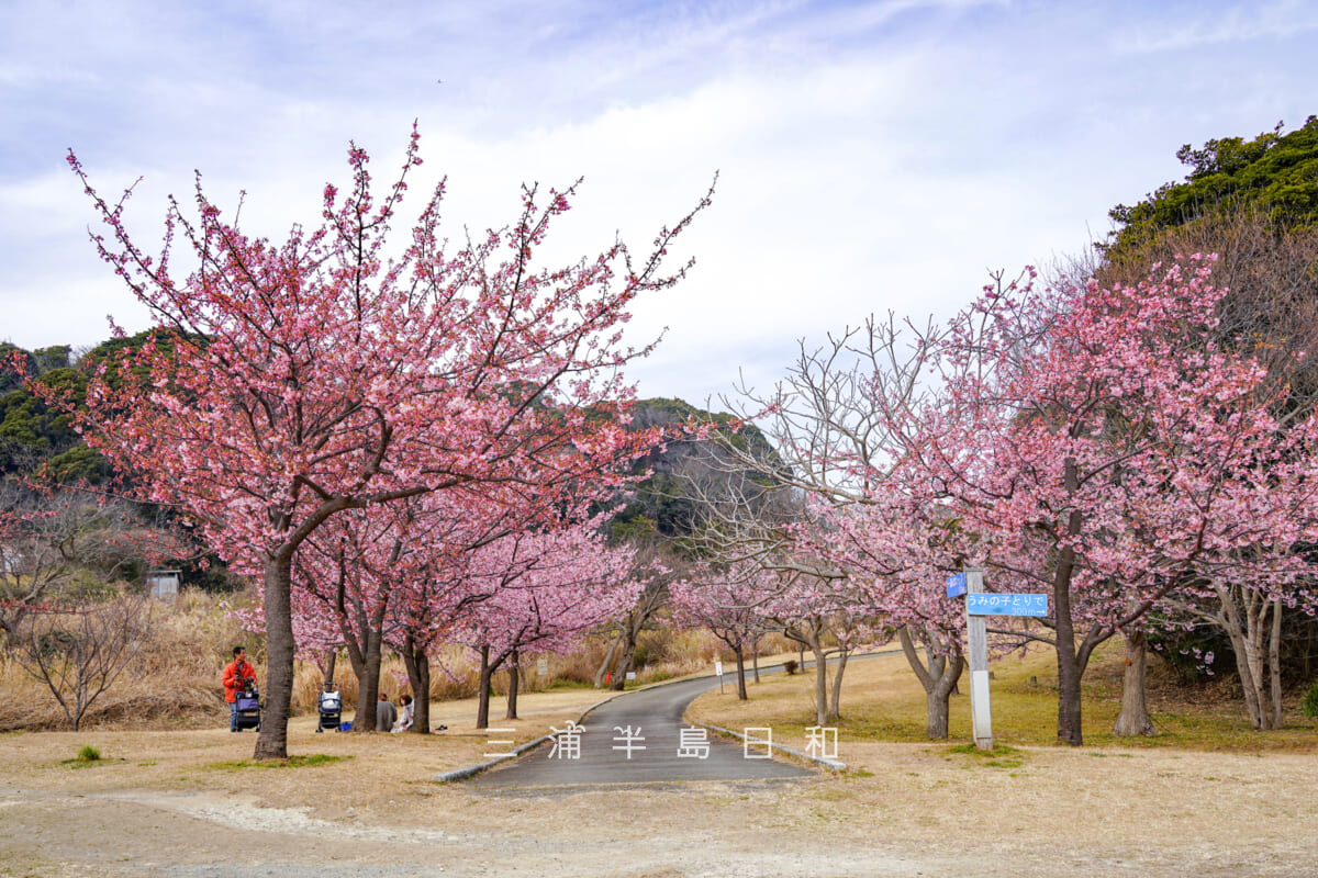 県立観音崎公園-花の広場・森のロッジ方面に続く園路沿いの河津桜（撮影日：2026.02.05）
