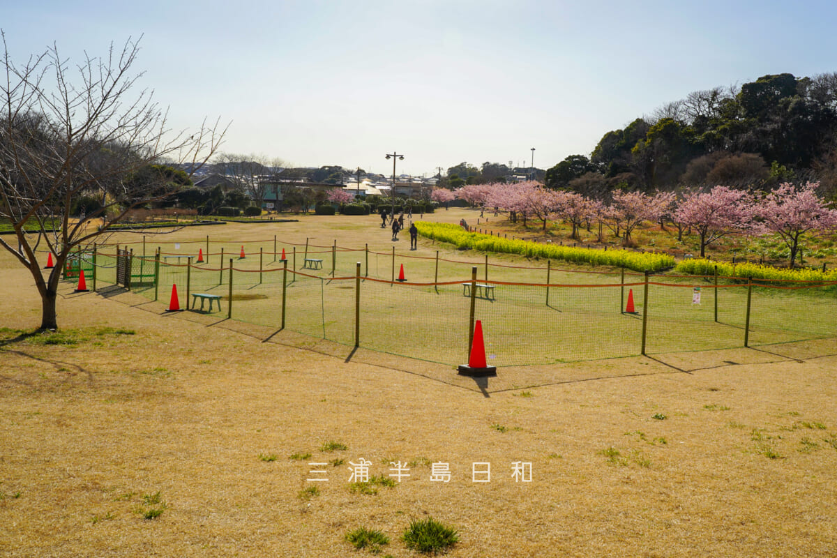 県立観音崎公園-花の広場・「観音崎公園さくらまつり」のドッグランと河津桜(撮影日:2026.02.19)