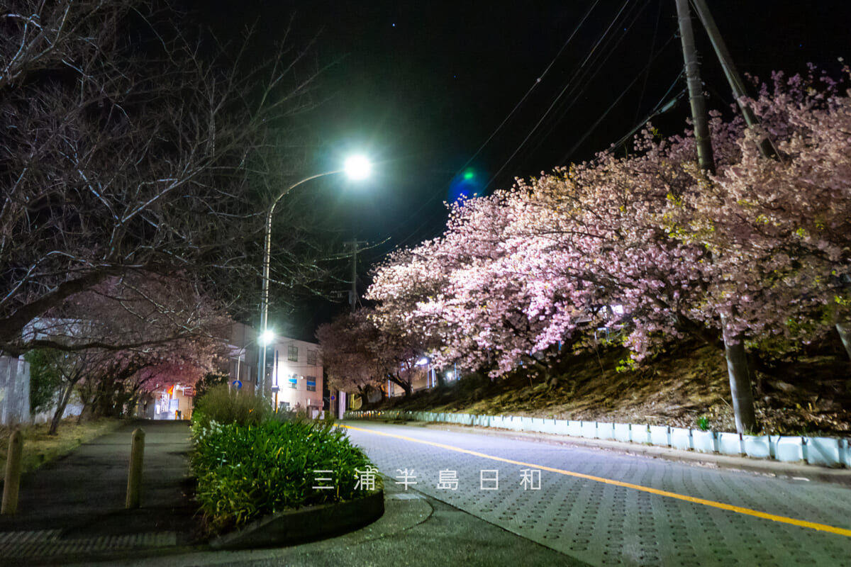 三崎口駅横坂道上部の桜並木・街灯ライトアップによる河津桜の夜桜(撮影日:2026.02.15)