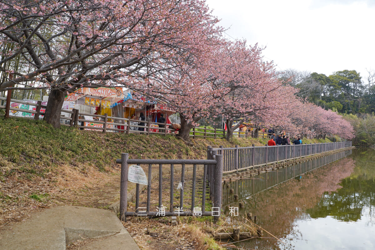 小松ヶ池公園・池のほとりの河津桜並木全景(撮影日:2026.02.13)