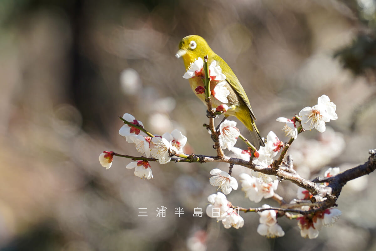 浄妙寺・参道沿いの白梅とメジロ[アップ]（撮影日：2026.02.03）