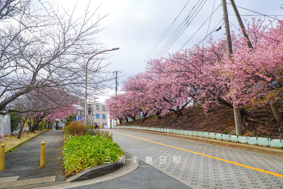 三崎口駅横坂道上部の桜並木・見ごろとなった河津桜(撮影日:2026.02.13)