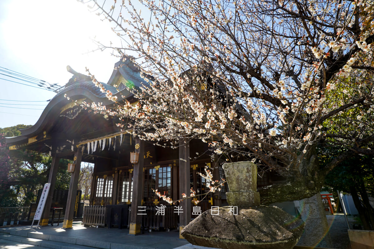 久里浜天神社・白梅と社殿（撮影日：2026.02.10）