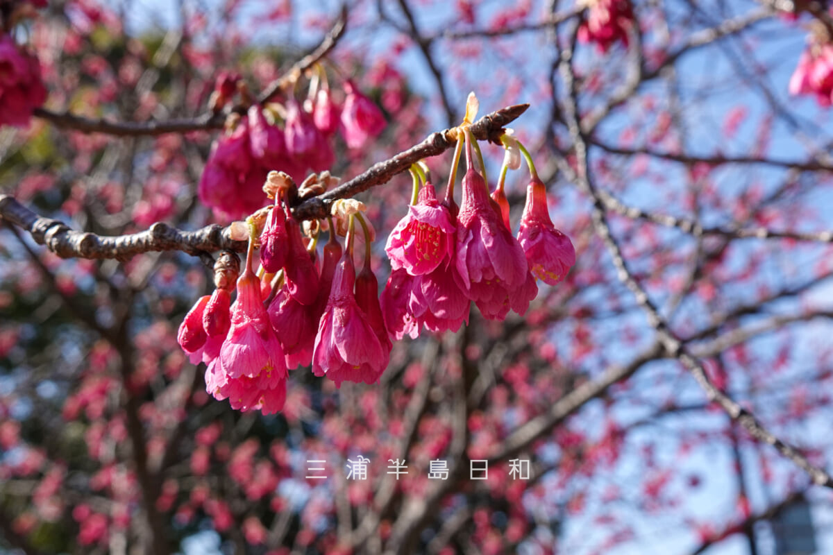沓形公園・満開のカンヒザクラ[アップ]（撮影日：2026.02.22）
