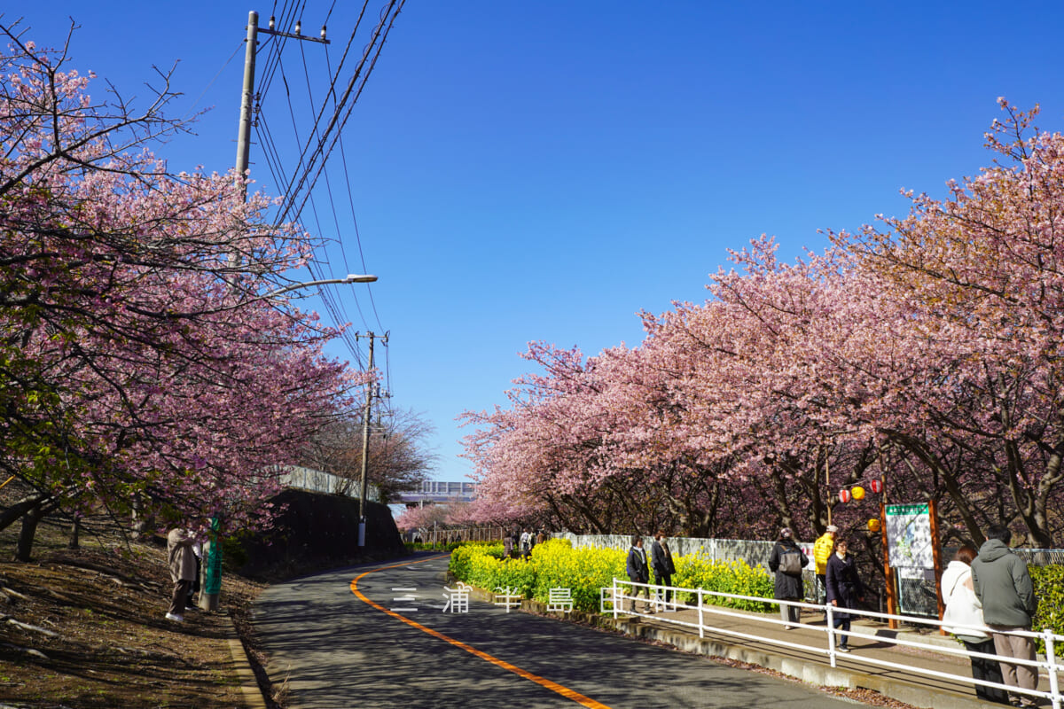 三浦海岸河津桜・開花状況（撮影日：2026.02.19）