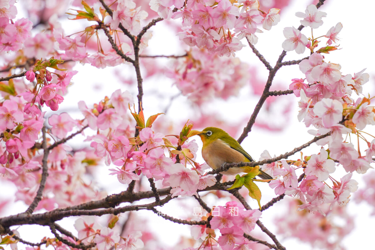 大崎公園・満開の河津桜とメジロ（撮影日：2026.02.05）
