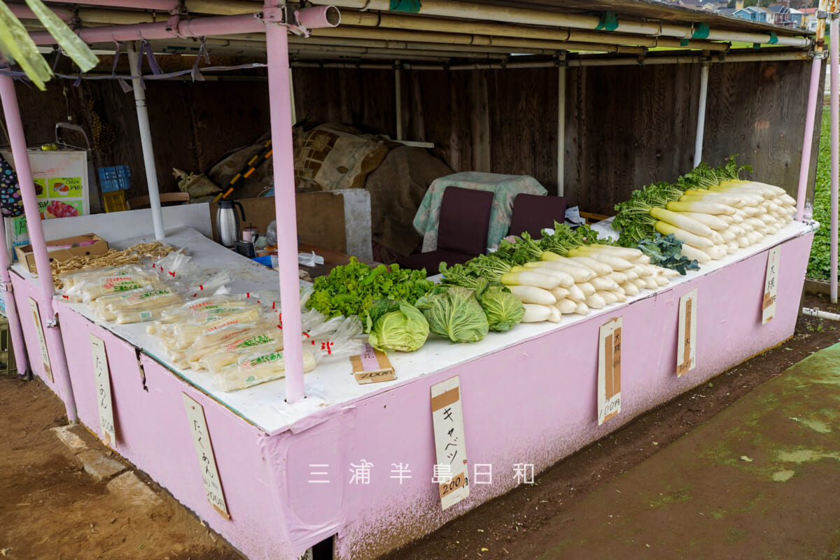 三浦海岸河津桜並木・臨時駐車場の横に出店している野菜直売所「松原農園」さん(撮影日:2026.02.13)