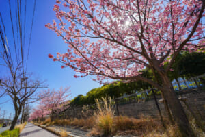 久里浜河津桜並木（テクノパーク前）（撮影日：2026.02.19）