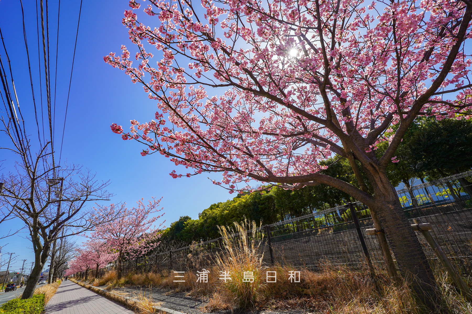 久里浜河津桜並木（テクノパーク前）| 横須賀屈指の河津桜の穴場スポット
