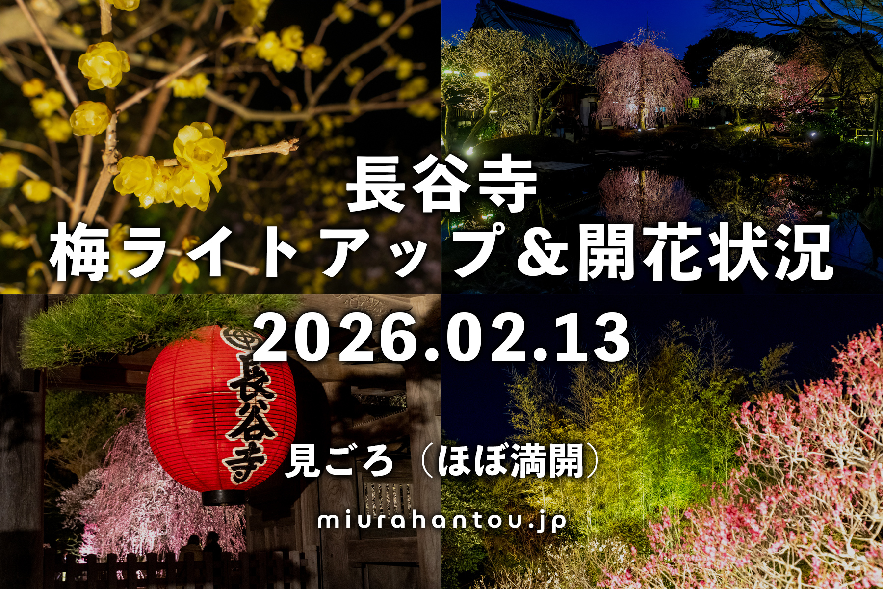 長谷寺-梅ライトアップ・開花状況（撮影日：2026.02.13）