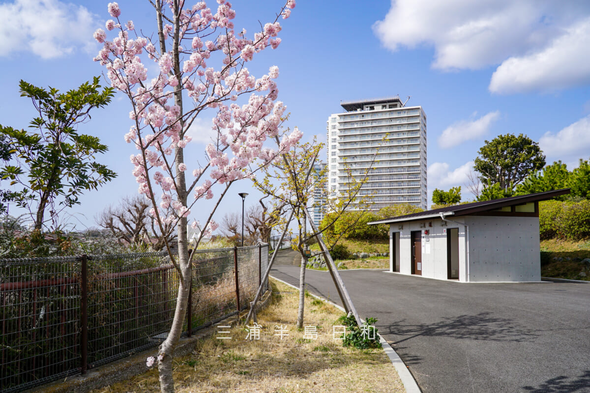 平和中央公園・アシガラザクラ（春めき桜）-2（撮影日：2022.03.16）