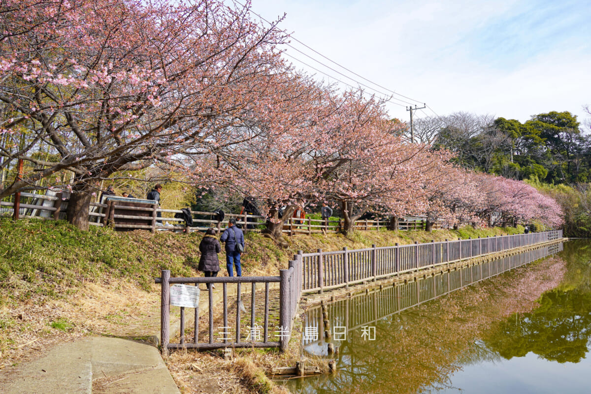 小松ヶ池公園・河津桜並木（五分咲きくらい）（撮影日：2026.02.05）