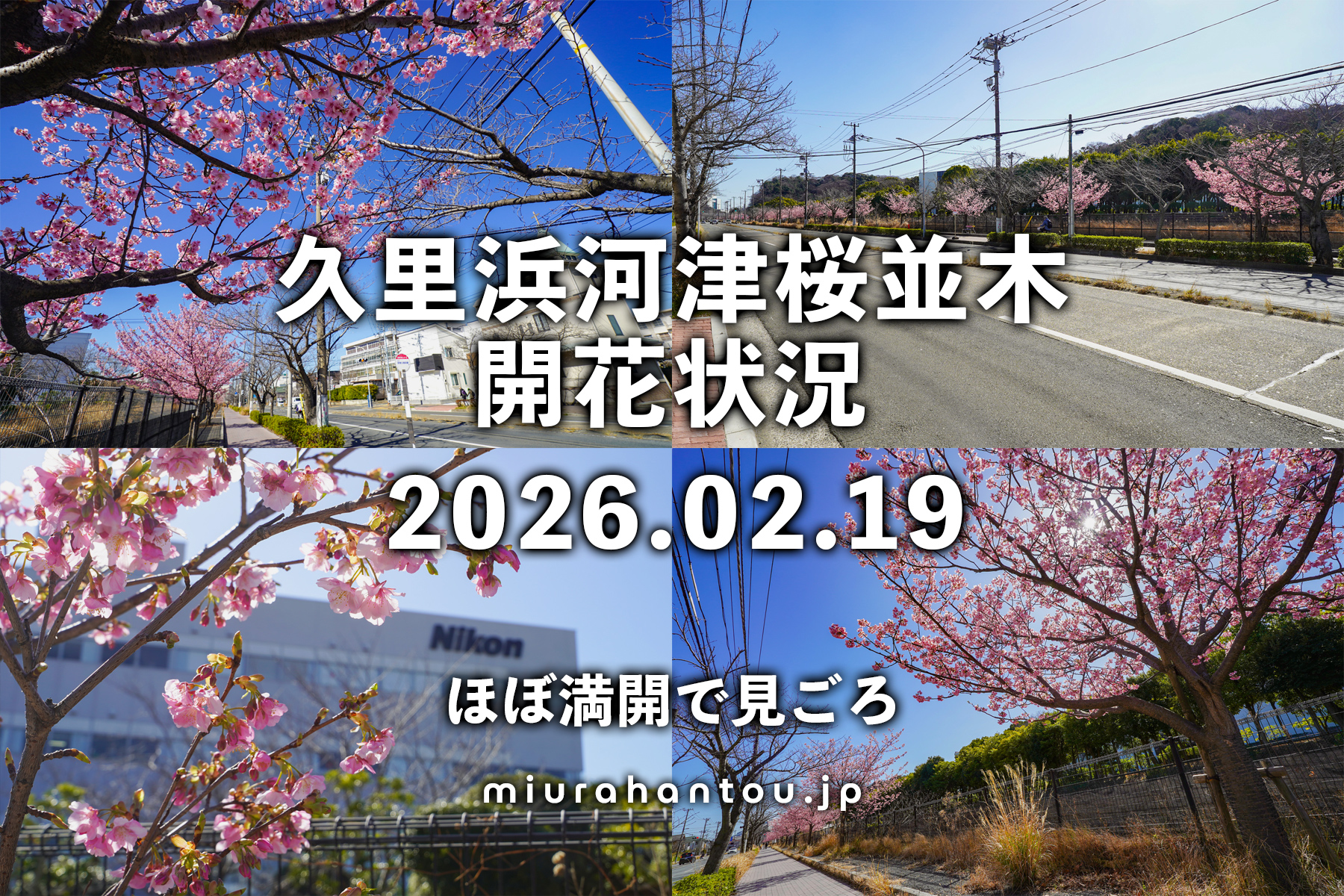 久里浜河津桜並木の河津桜・開花状況（撮影日：2026.02.19）