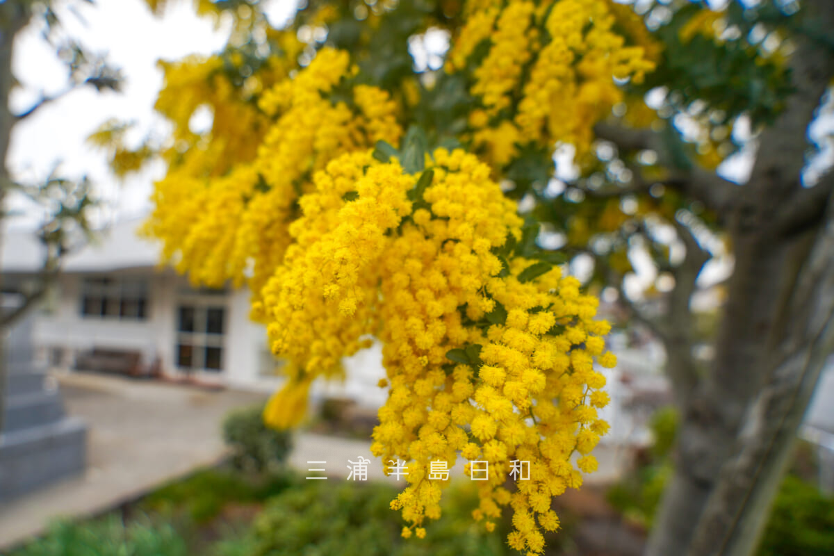 来迎寺（材木座）・ミモザ[アップ]（撮影日：2026.02.27）